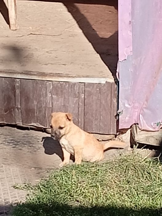 Подарую хороших собачок