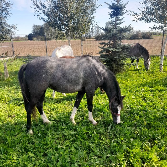 KUCE Klacze Walijskie