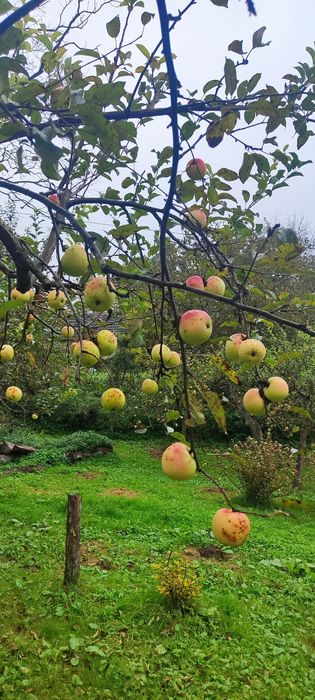 Сік.  Різні комбінації і поєднання..