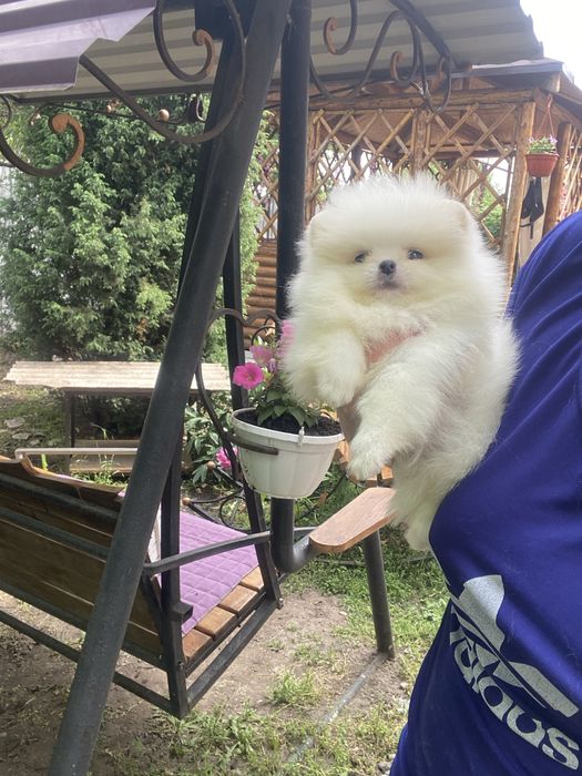 Красивый , белый Мальчик Мишка Померанский шпиц