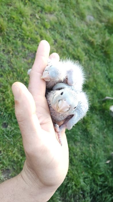 Conor cabeça azul, aratingas