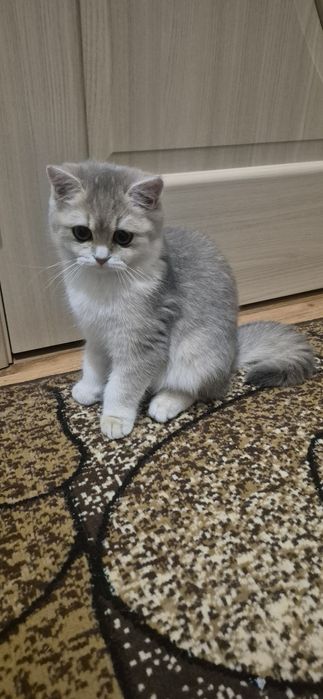 Продаю кошеня  британської породи