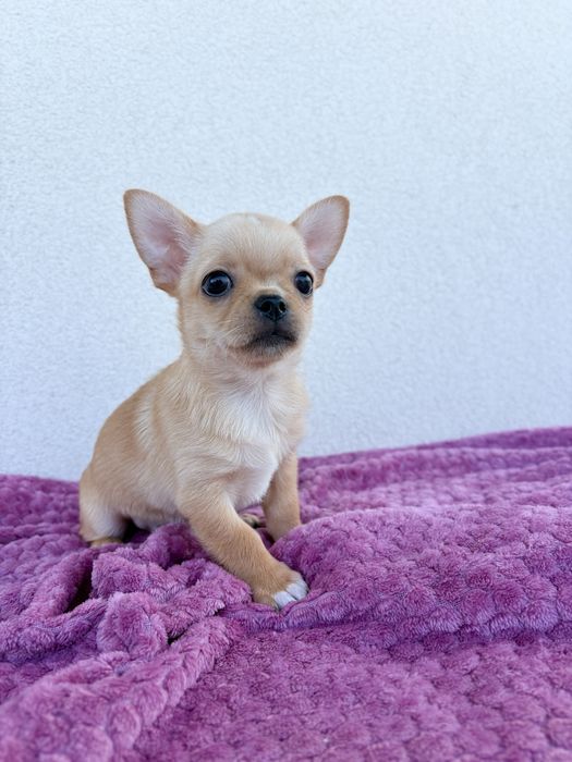 Chihuahua krótkowłosy FCI ZKwP