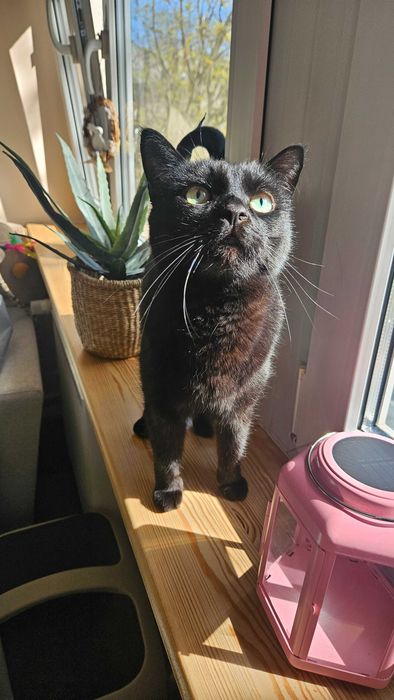 Szukam domu, do adopcji