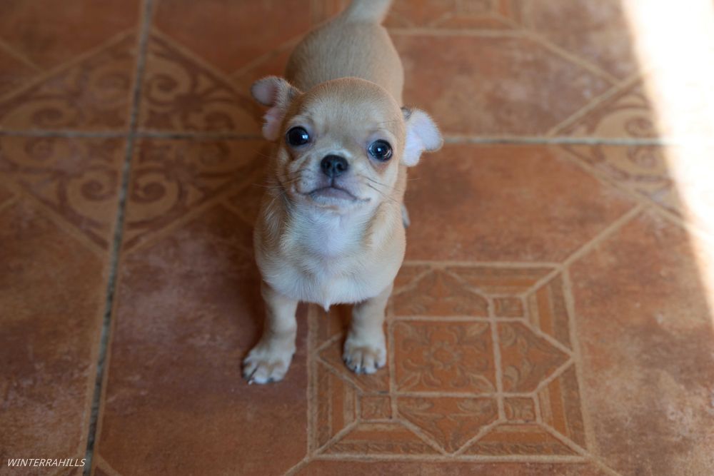 chihuahua ~ Чіхуахуа