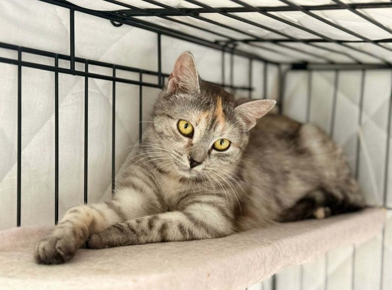 Lara szuka domu tymczasowego!