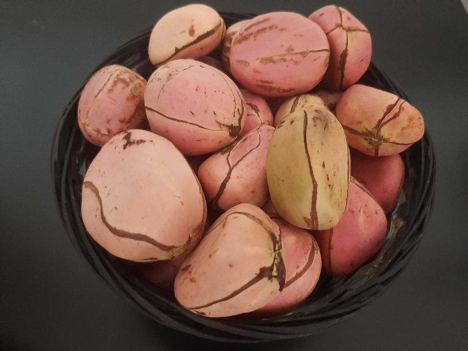 Noz de cola, obi de 4 gomos, Kolanut