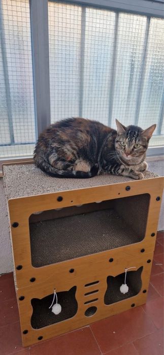 Dalila- Resgatada duma lixeira!