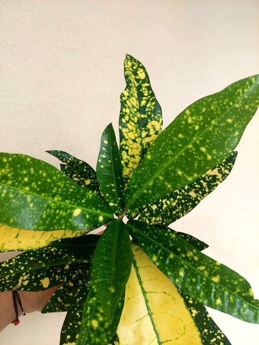 Planta Croton verde/amarelo