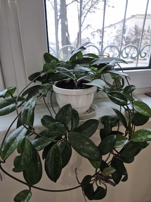 Комнатные цветы, цветы в горшках, фиалка, хойя