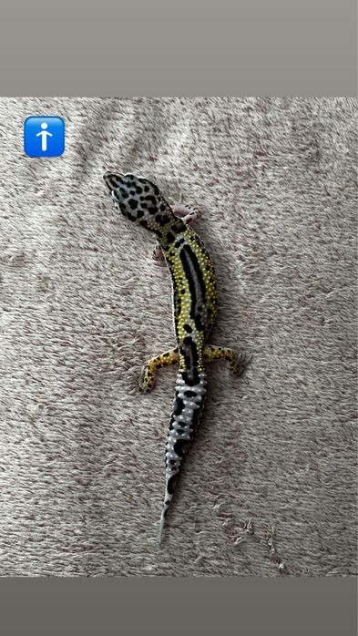 Gekony lamparcie samiec/ samica