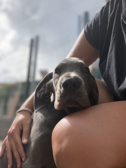 Dogue alemao Azul
