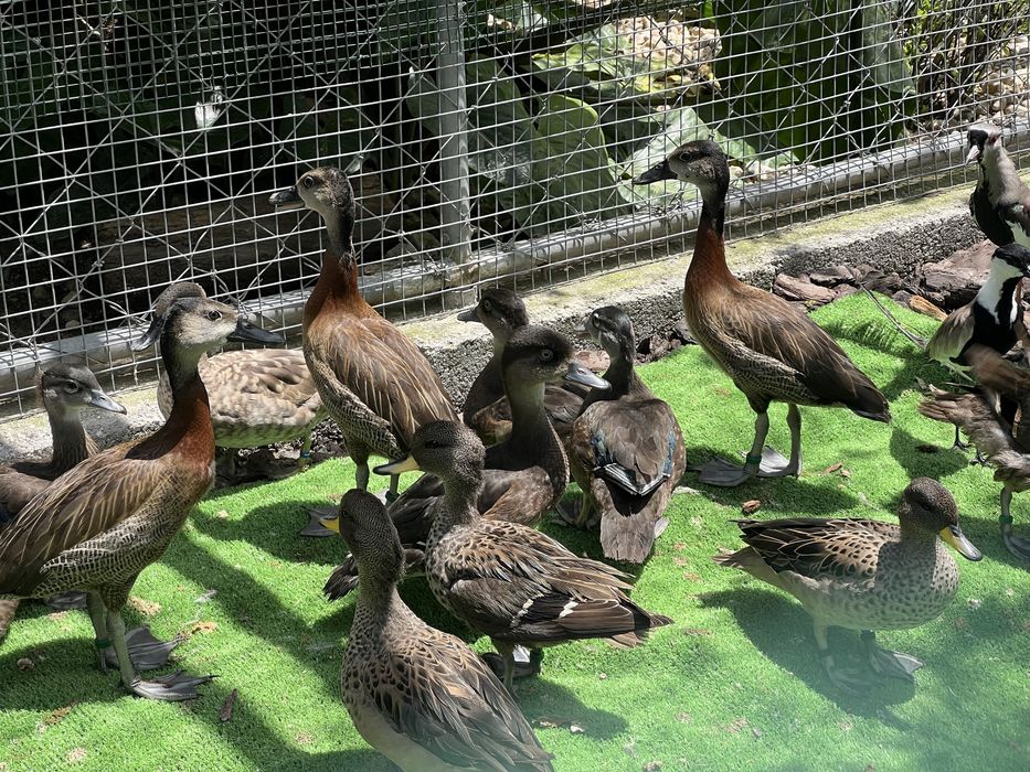Aves aquáticas / Patos ornamentais e aves limicolas
