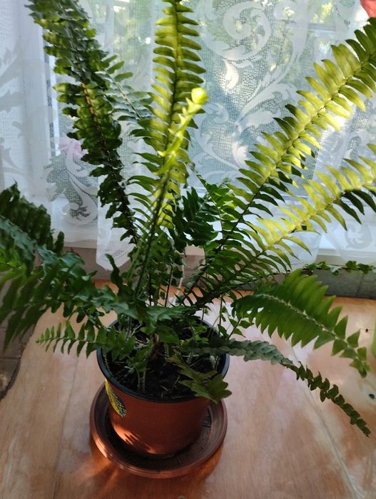 Папоротник Нефролепсис  для дома