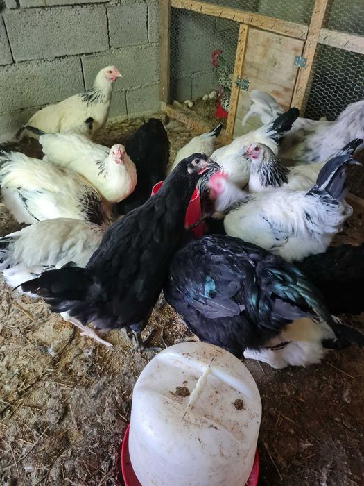 Vendo casais de galinhas sussex puras