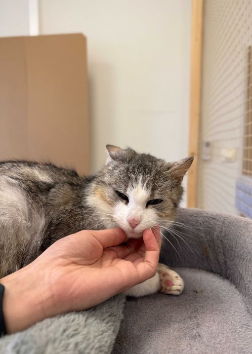 Szara - piękna, delikatna kotka do adopcji!