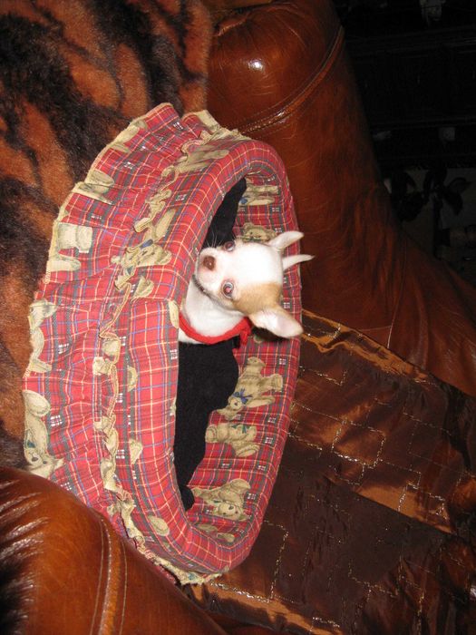 Chihuahua śliczny wyjatkowy mini biały piesek