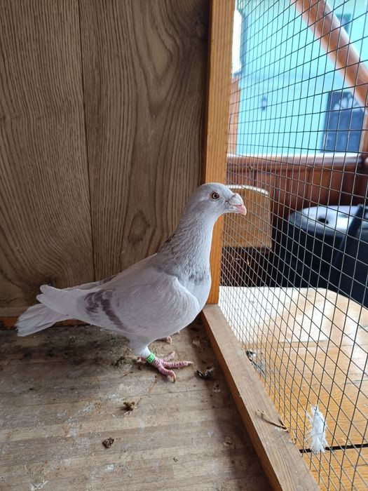 Gołębie staropolskie