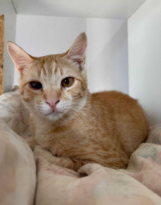 Gato para adoçao (Garfield)