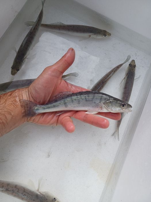 Karp narybek/kroczek. Sandacz , Amur , Lin , Tołpyga .