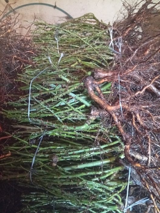 Róże wielkokwiatowe i parkowe