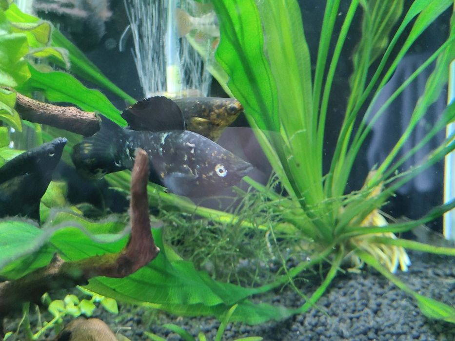 Sprzedam molinezje młode