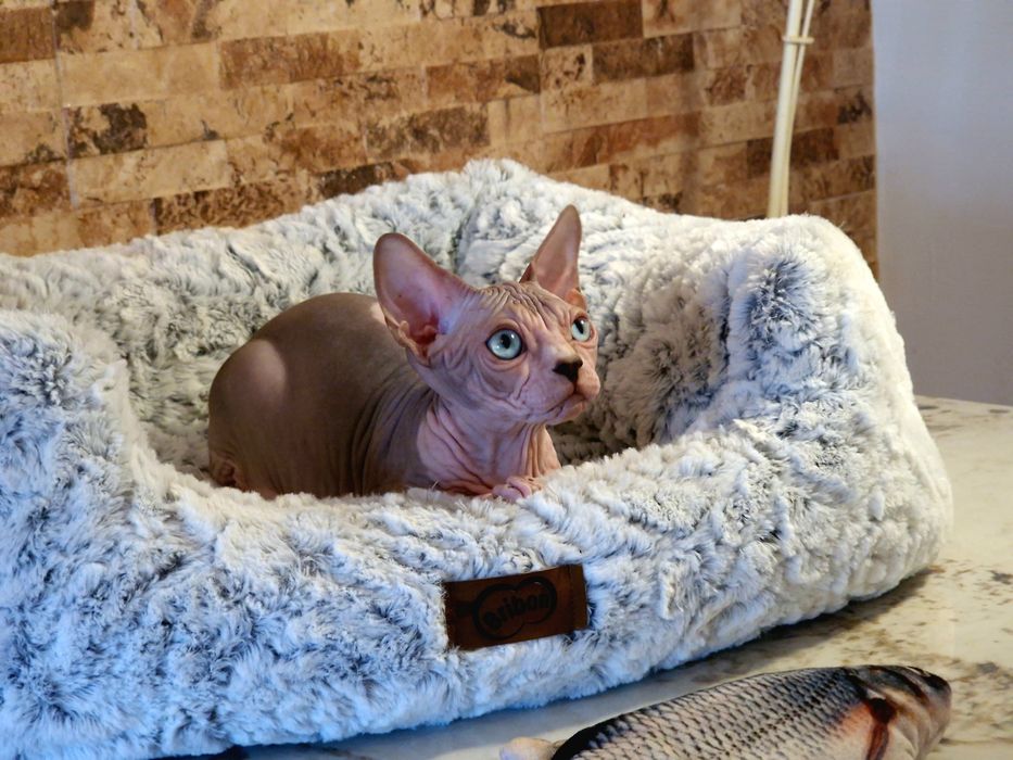 Mour-a-Mour Canadian sphynx