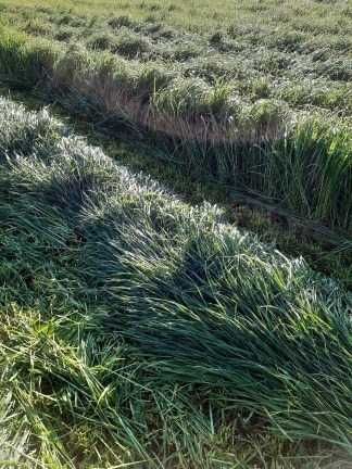 Mieszanka Gorzowska - wysoka jakość zielonki, mieszanka poplonowa