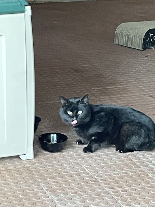 Gato preto para adopcao responsavel