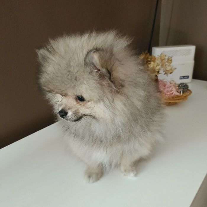 Szpic Miniaturowy blue merle