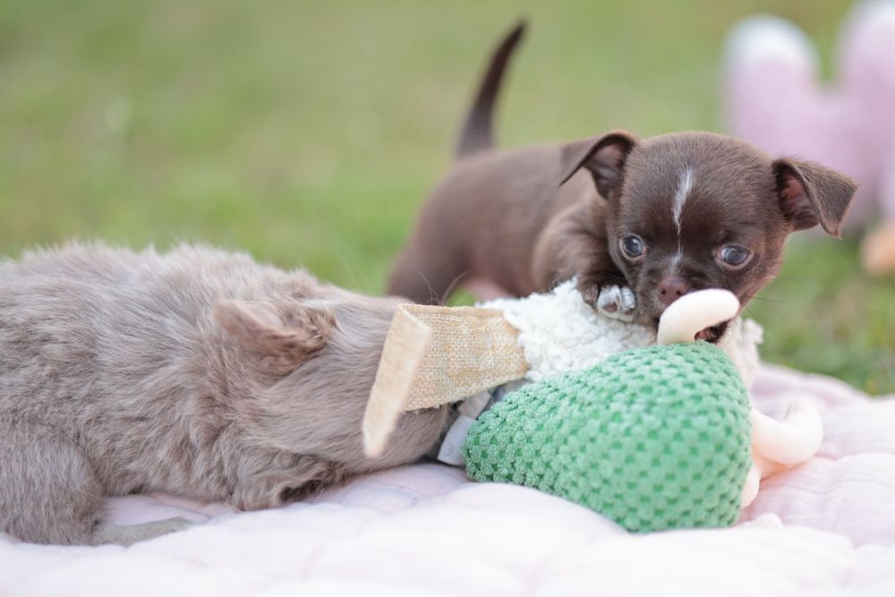 Chihuahua czekoladowy chłopczyk krótkowłosy