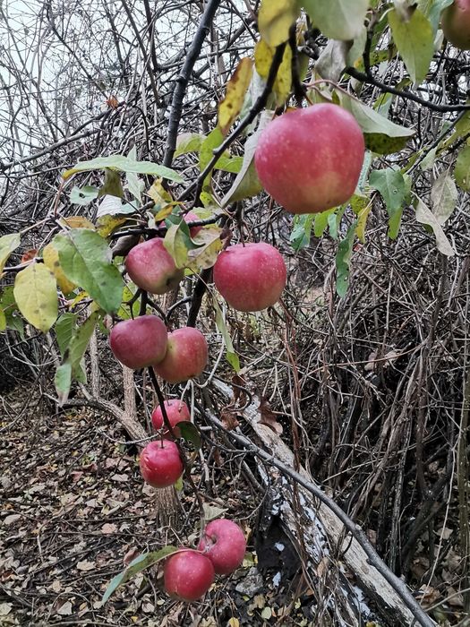 Комнаты в частном доме с участком.