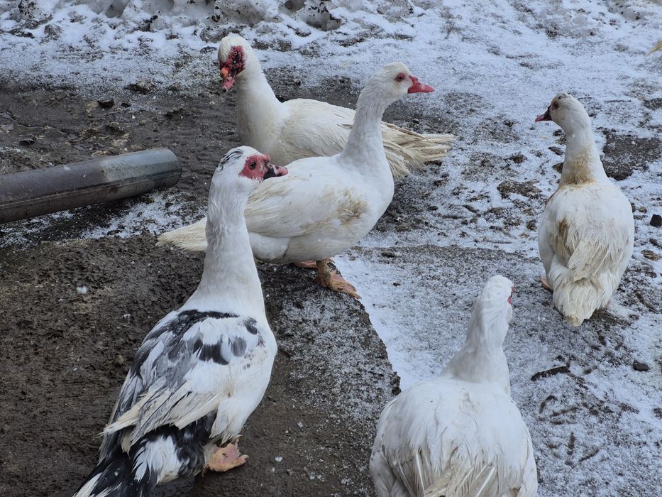 Інкубаційні яйця мускусної качки (шипуни)