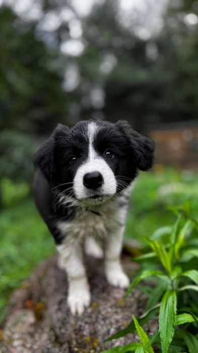 Border collie suczka czarno-biała ZKwP