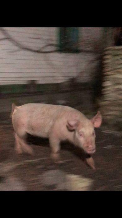 Поросята домашні