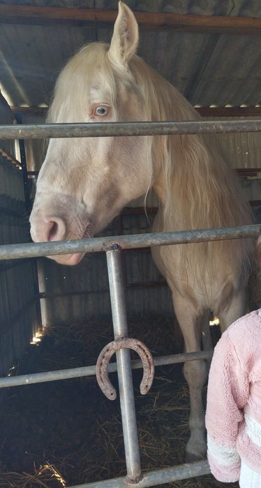 Cavalo Isabel Oportunidade