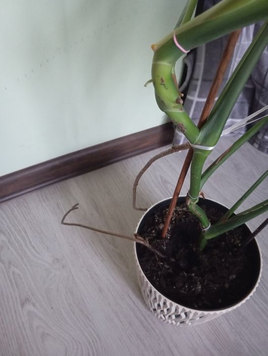 Sprzedam kwiat monstera