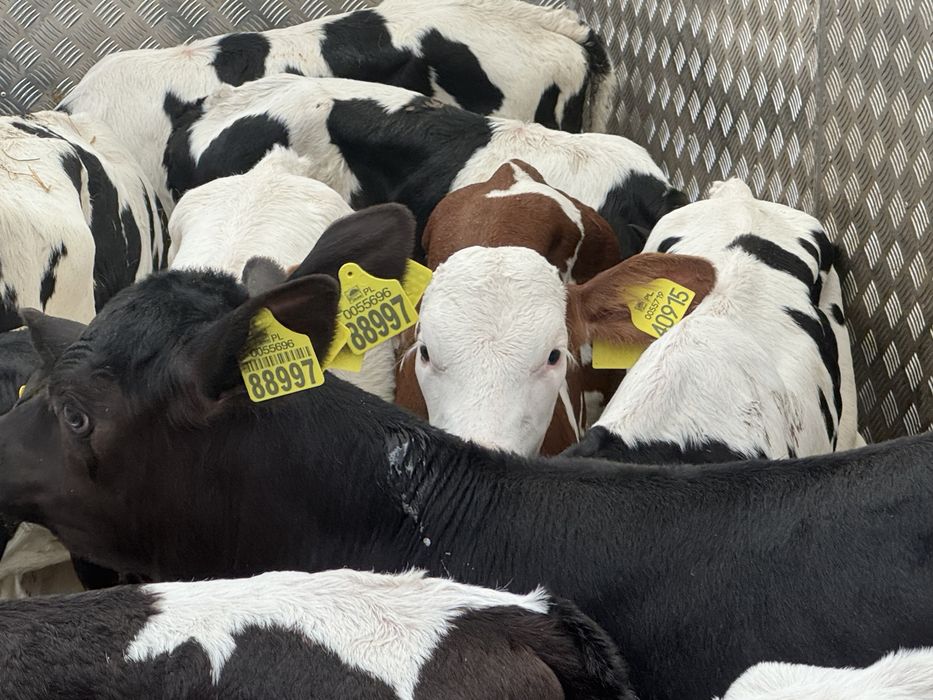 Cielęta mięsne z polskich gospodarstw