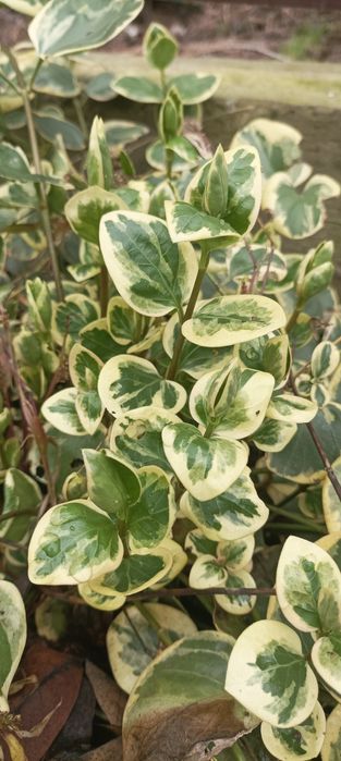 Барвинок вечнозелёный