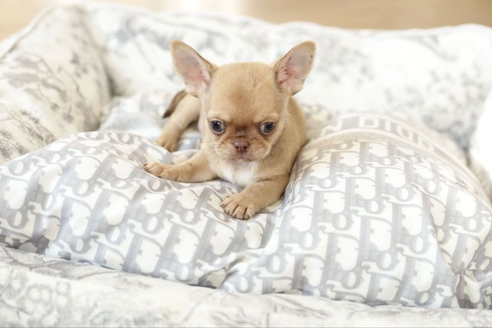 Chihuahua FCI chłopak