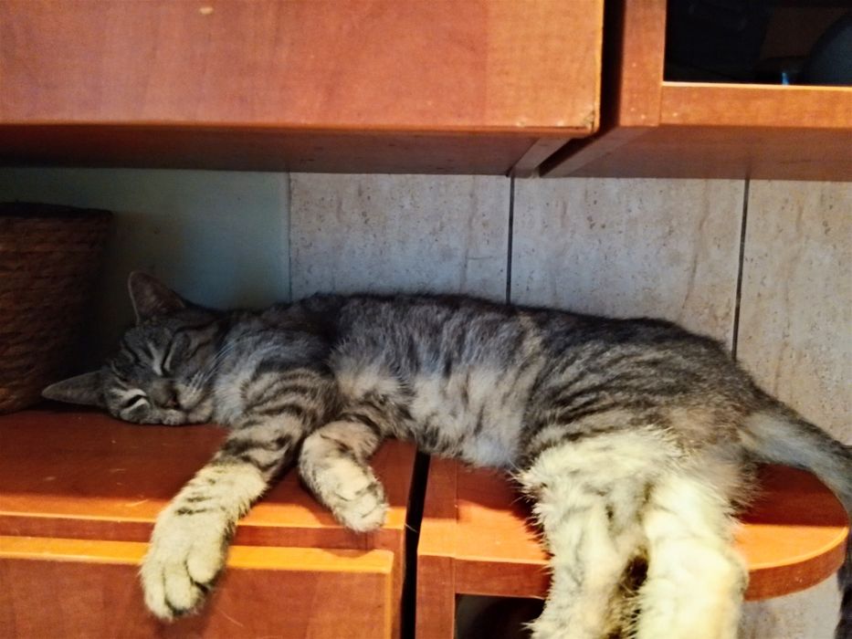 Szary przepiękny kot , Koty do adopcji Błagamy pomóż Fundacja upada