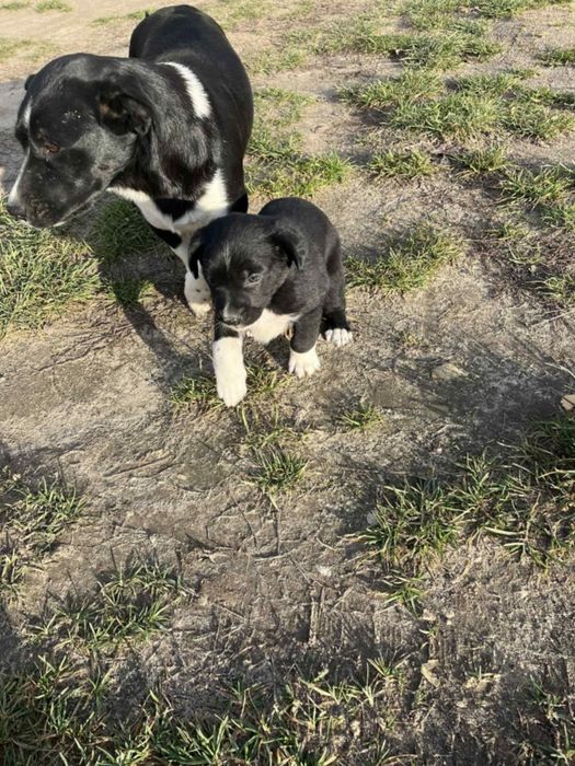 Oddam pieski za darmo