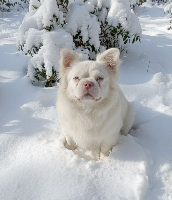 Вʼязка з ПІНК флаффі