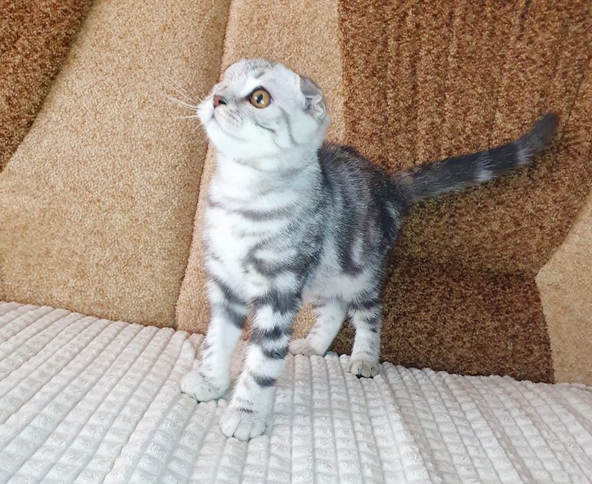Котик вакцинований висловушка