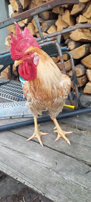 Продаж годовалих півнів.