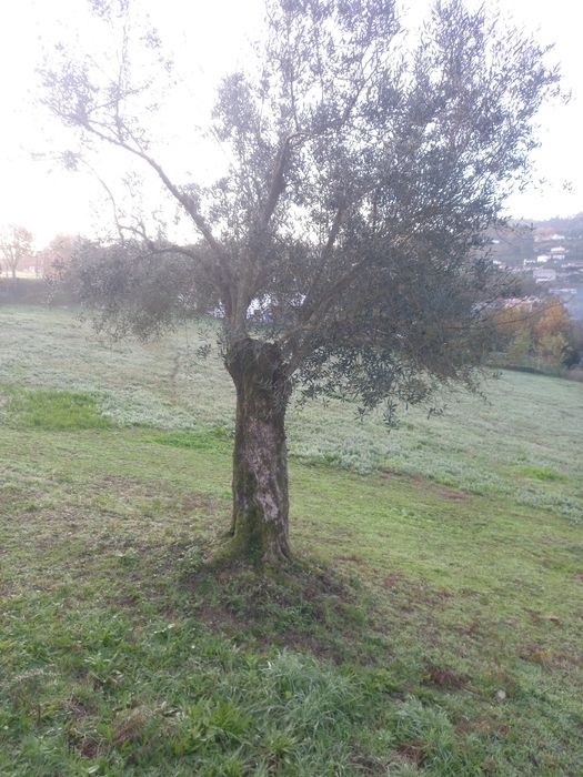 Oliveiras grande porte