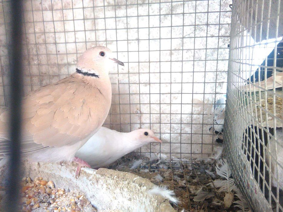 Rolas mansas adultas