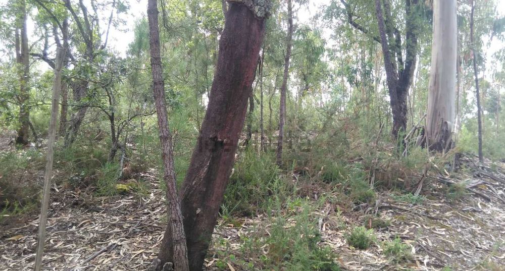 Terreno para VENDA ou PERMUTA 3500 m2
