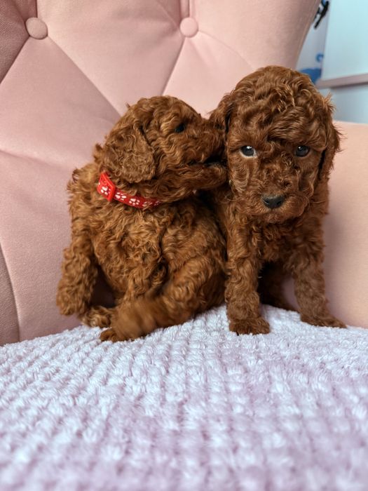 Pudel Toy Red suczka , juz do odbioru!!!