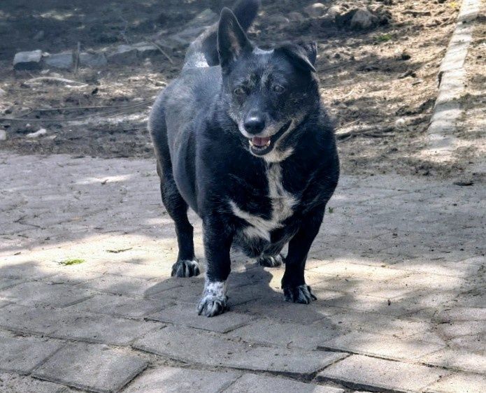 Urocza Kawka szuka domku